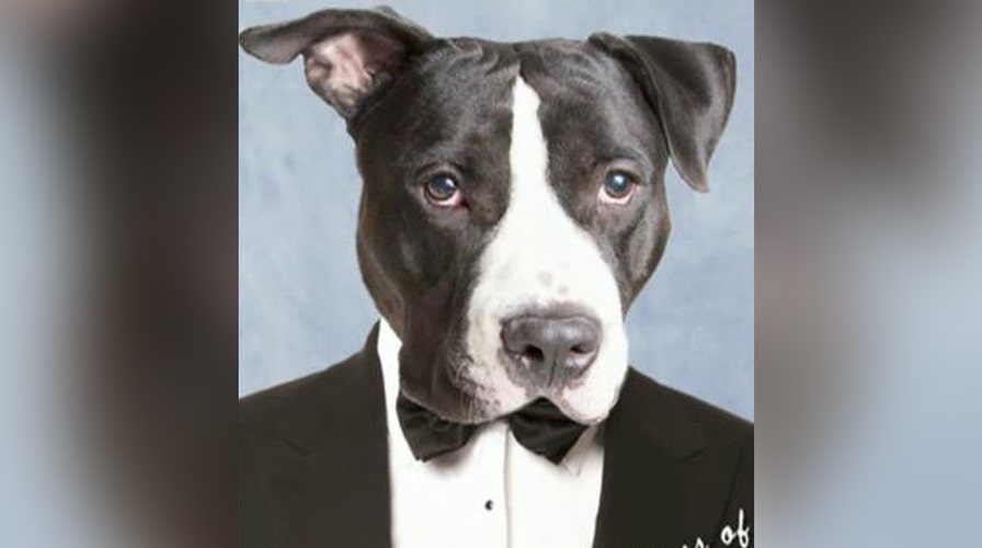 Shelter pets pose for retro yearbook photos