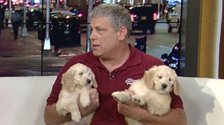 Pet store owner in dogfight with city over pet sales ban