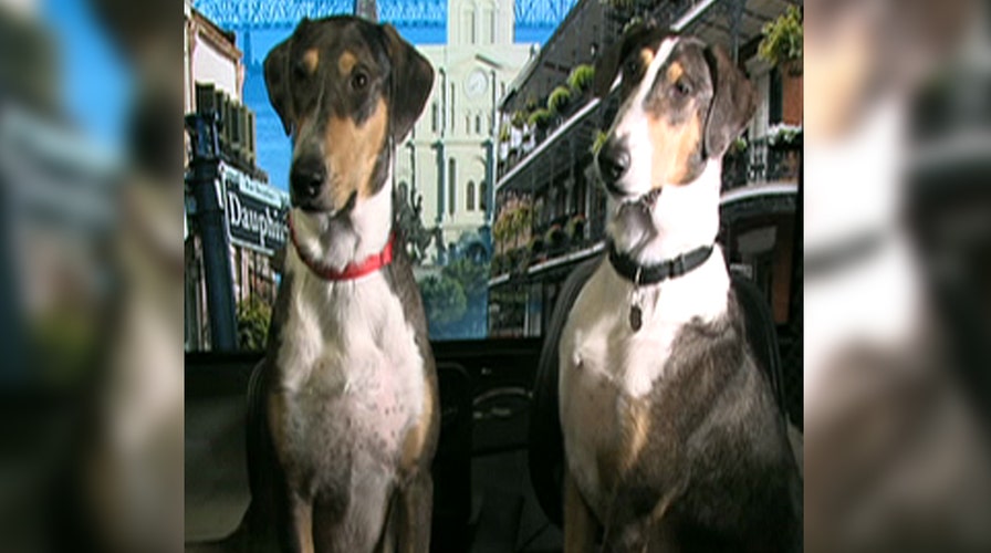 Canine carbon copy: Couple clones beloved dog twice