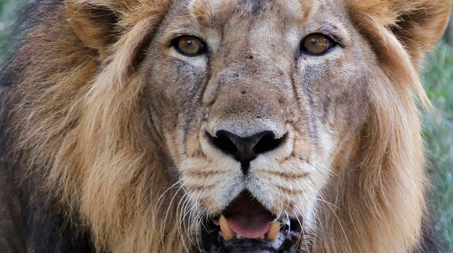 Zoo’s plan to publicly dissect a lion sparks outrage