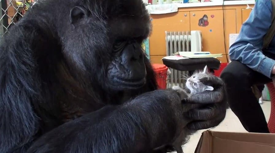 Koko the gorilla cuddles with two adorable kittens