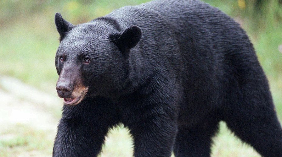 Man vs bear: Florida hosts first hunt in over 20 years