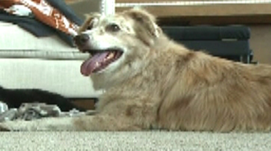 Doggone miracle! Pup survives 60 days in Wyoming wilderness