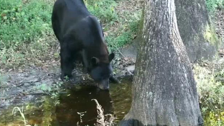 Florida's black bear hunt sparks debate over practice