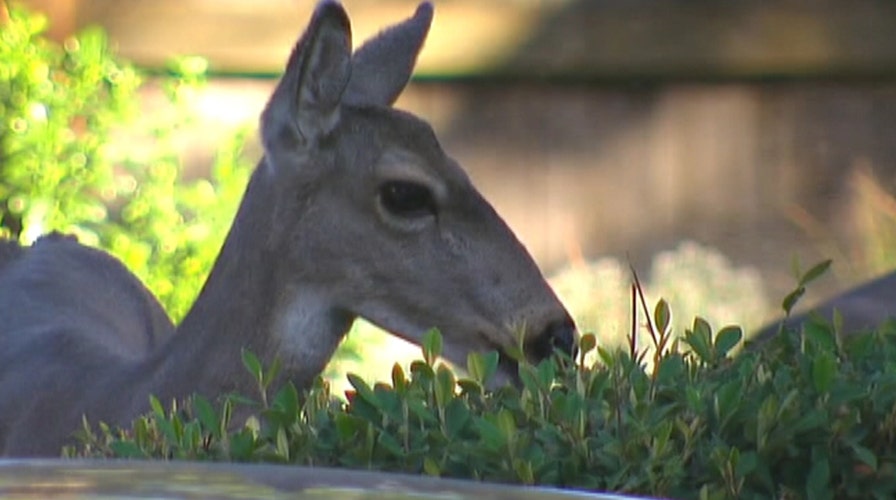 Deer in Oregon town terrorizing residents, ruining property