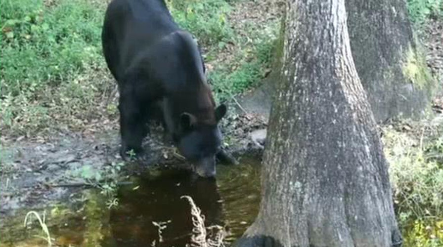 Florida's black bear hunt sparks debate over practice