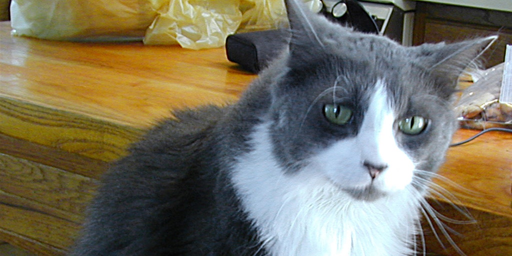 Your House Cat May Really Want You Dead Fox News