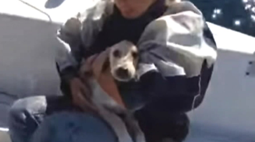 Adorable puppy lost at sea gets rescued by sailors