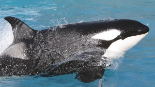 SeaWorld announces major change to its killer whale shows - Fox News