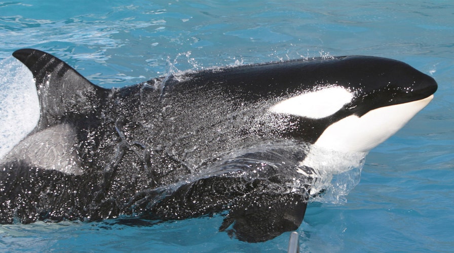 SeaWorld announces major change to its killer whale shows