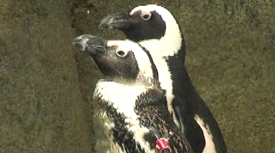 Zookeeper plays matchmaker for endangered penguins