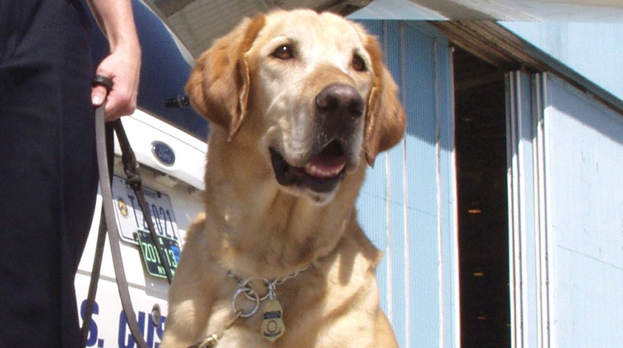 Will tech let animals ‘speak’?