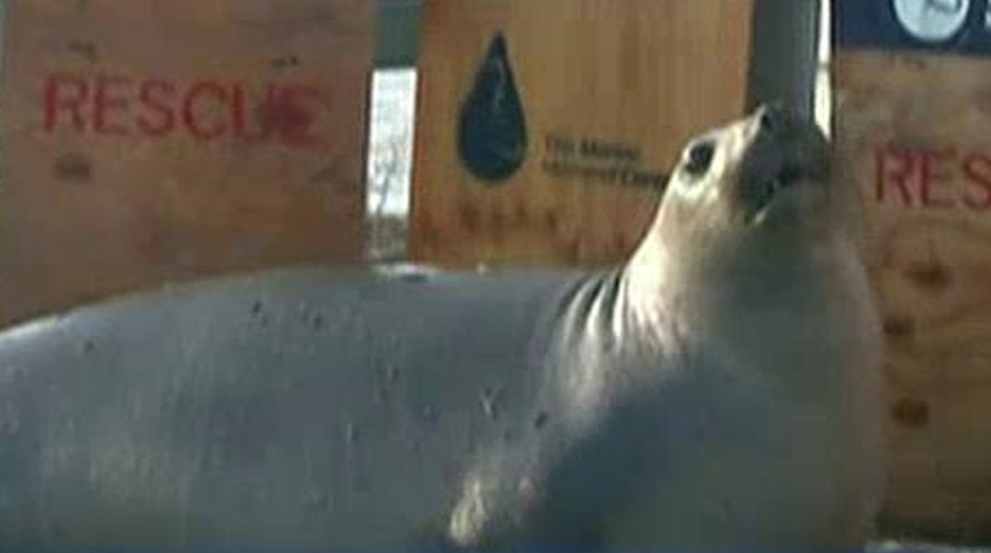 Elephant seal causes traffic mess in San Francisco