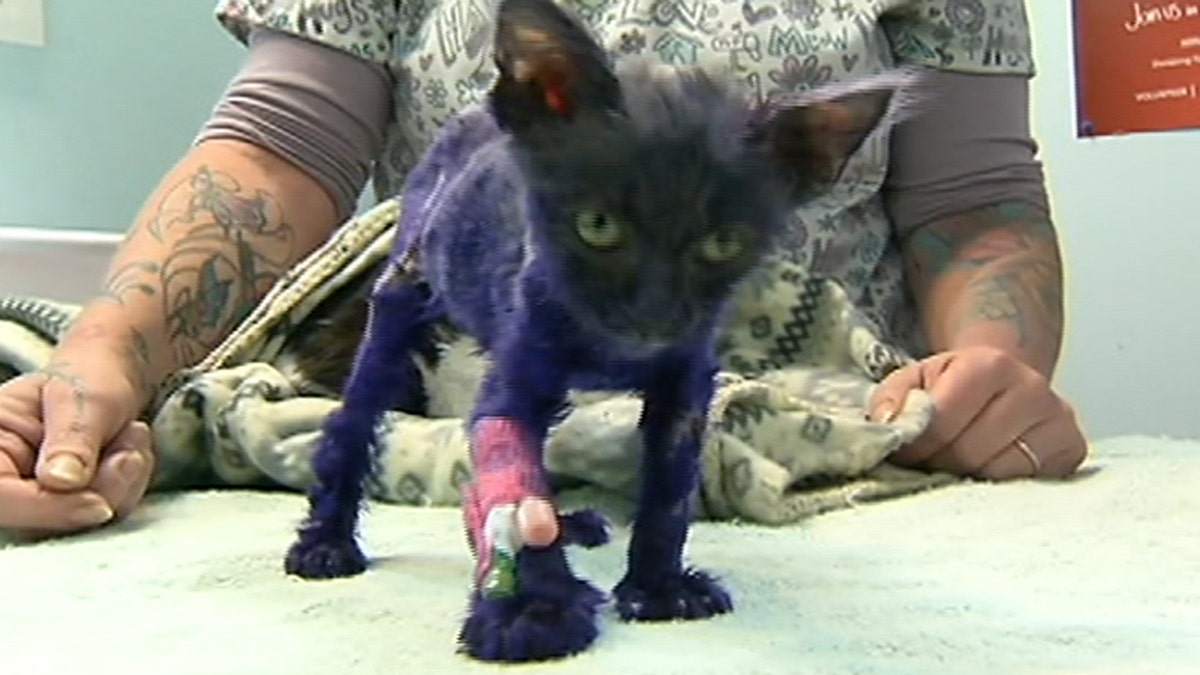 Dyed cat named 'Smurf' that was likely used as chew toy recovering