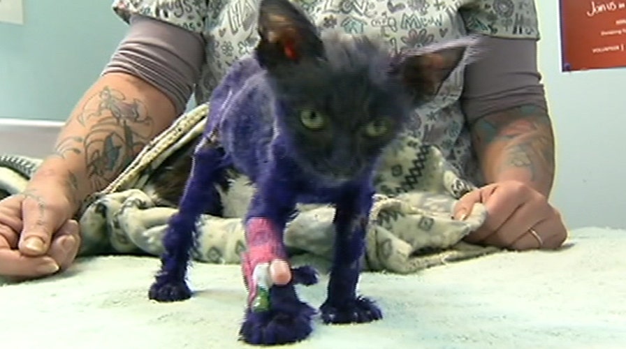 Kitten used as chew toy undergoes emergency surgery