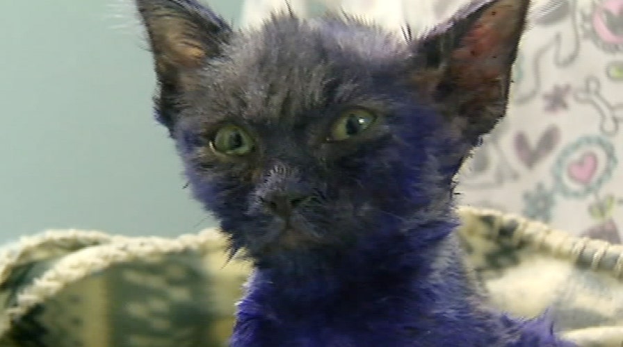 Abused kitten makes headlines