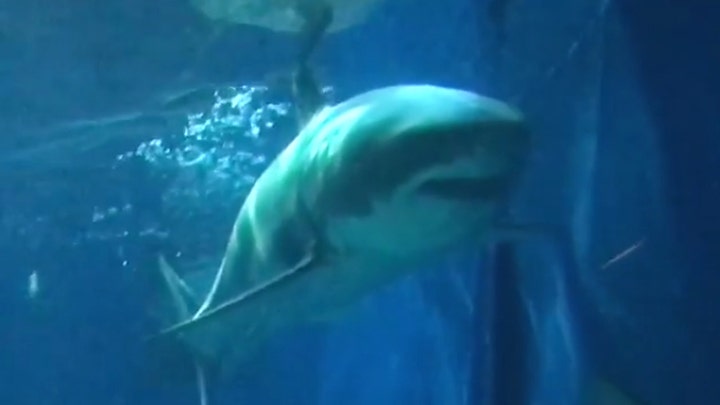 Great white shark dies in Japanese aquarium