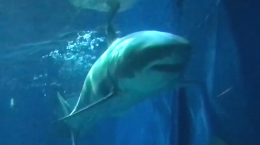 Great white shark dies in Japanese aquarium