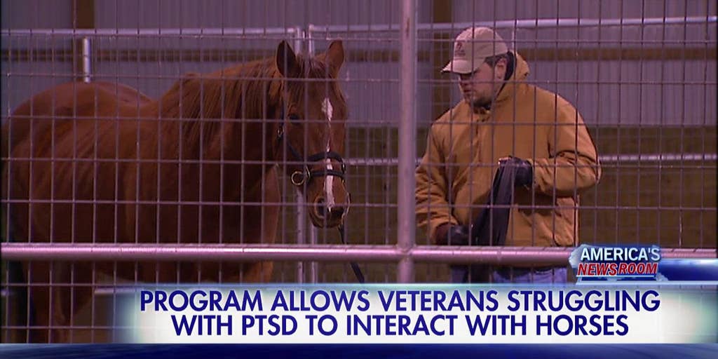 Program lets veterans with PTSD interact with horses Fox News Video