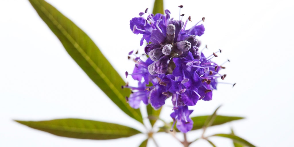 herbal-remedy-for-pms-fox-news-video