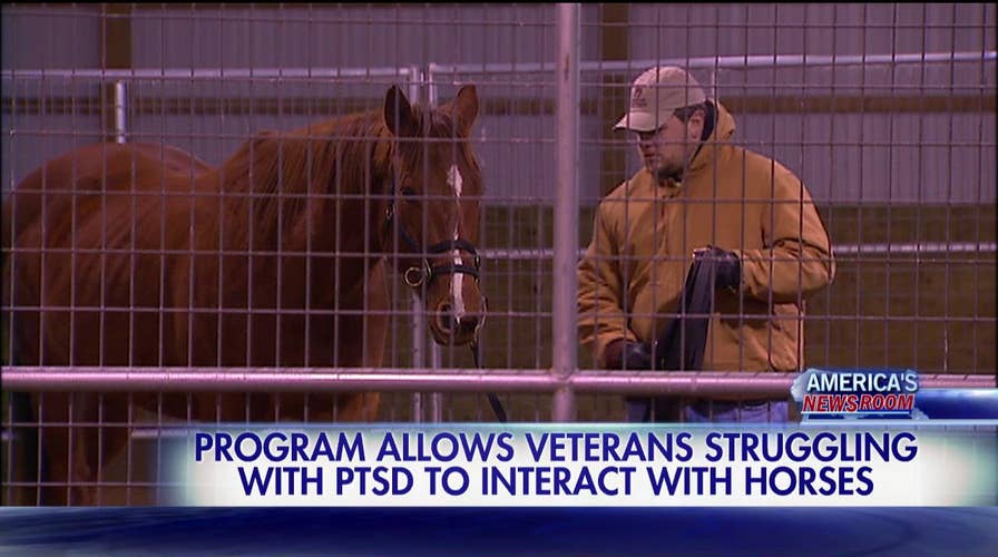 Program lets veterans with PTSD interact with horses