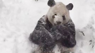 Panda bear's adorable reaction to snow - Fox News
