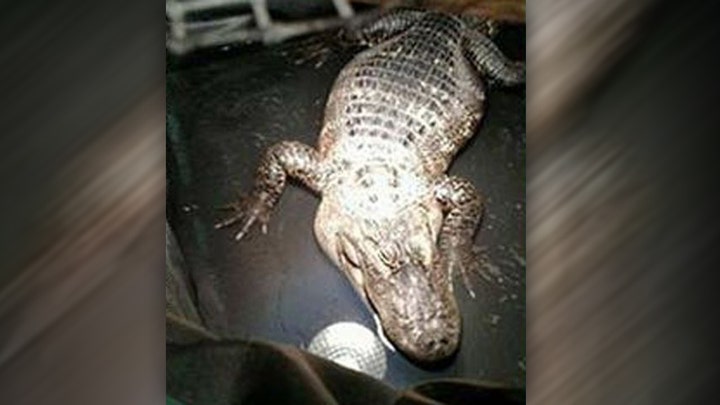 Alligator evicted from Illinois man's home