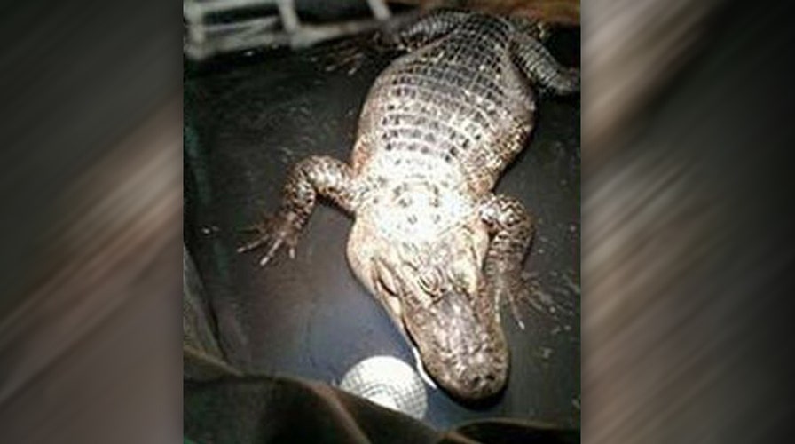 Alligator evicted from Illinois man's home