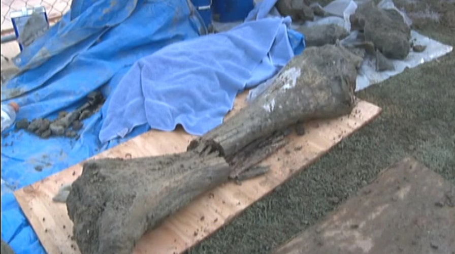 Mammoth bones discovered under college construction site
