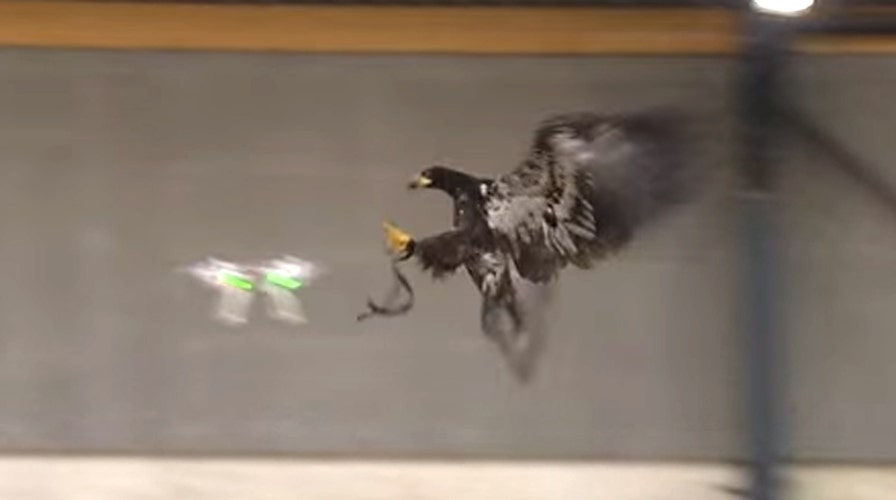 Watch a police eagle take down a drone
