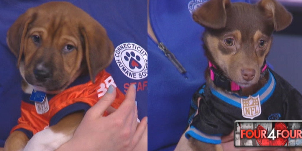 Puppy Bowl puppies on chicken cheerleaders, tanuki Fox News Video