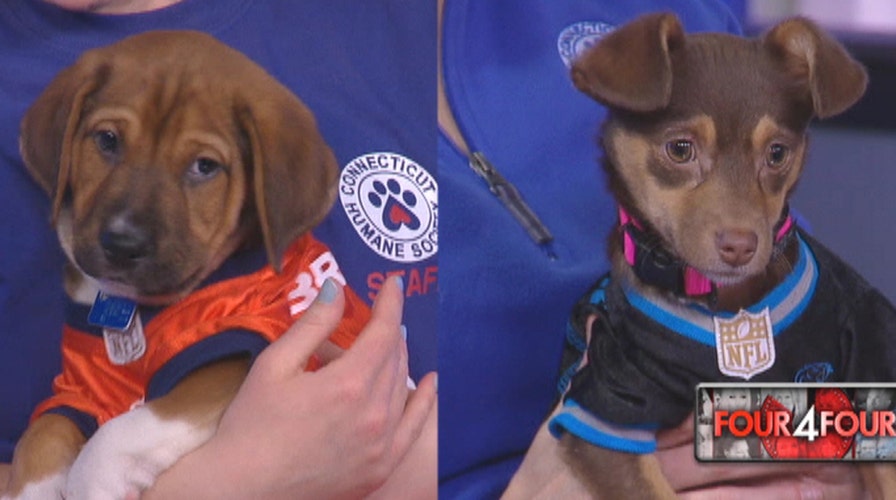 Puppy Bowl puppies on chicken cheerleaders, tanuki