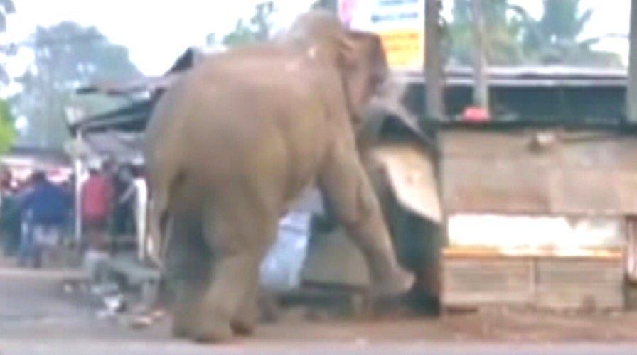 Rampaging elephant destroys nearly 100 homes in India