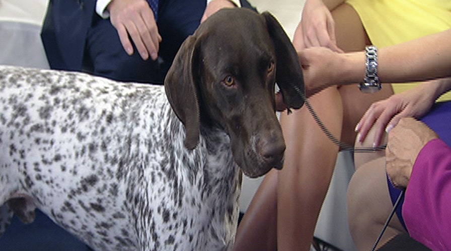 After the Show Show: Westminster Dog Show