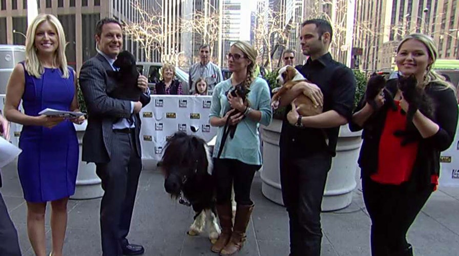 After the Show Show: Animal Storm Squad