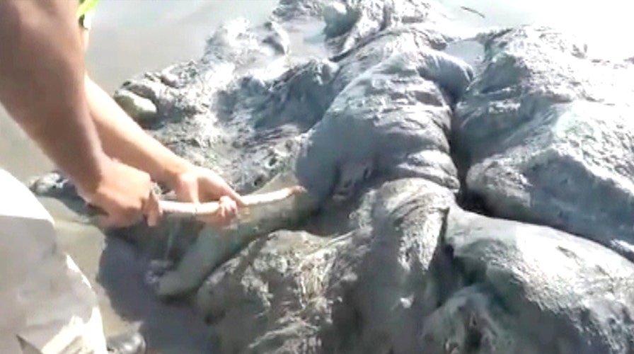 Mysterious sea creature washes up on Acapulco beach