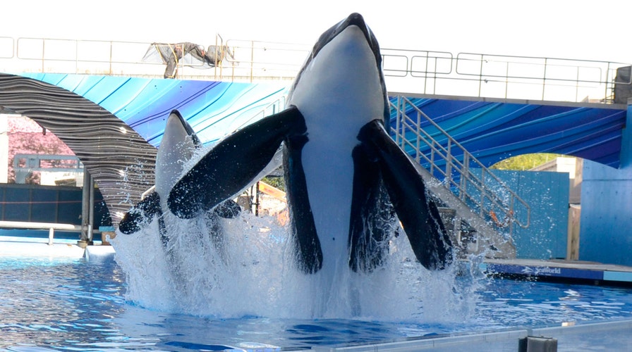 Sea change for SeaWorld's orca program