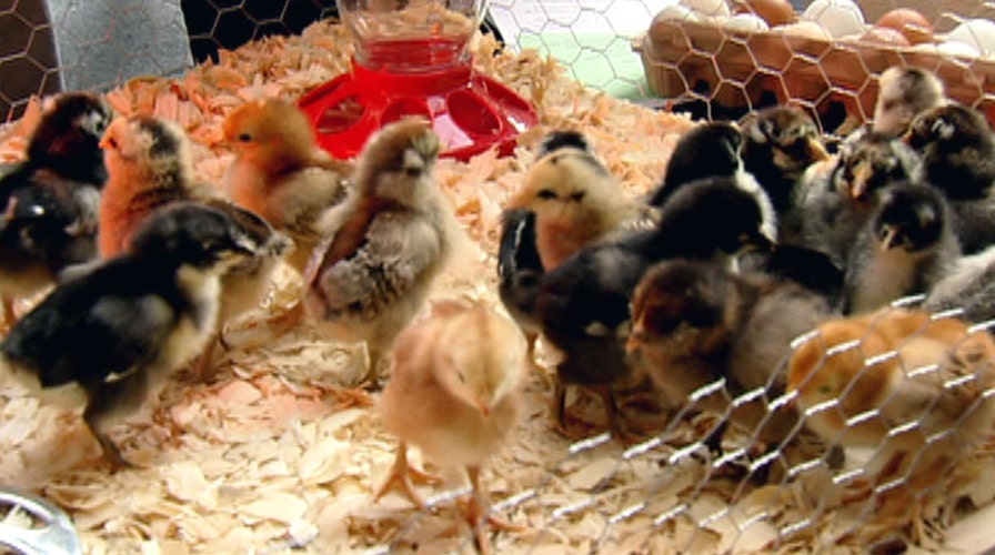 Fox Flash: 'Backyard-to-table'