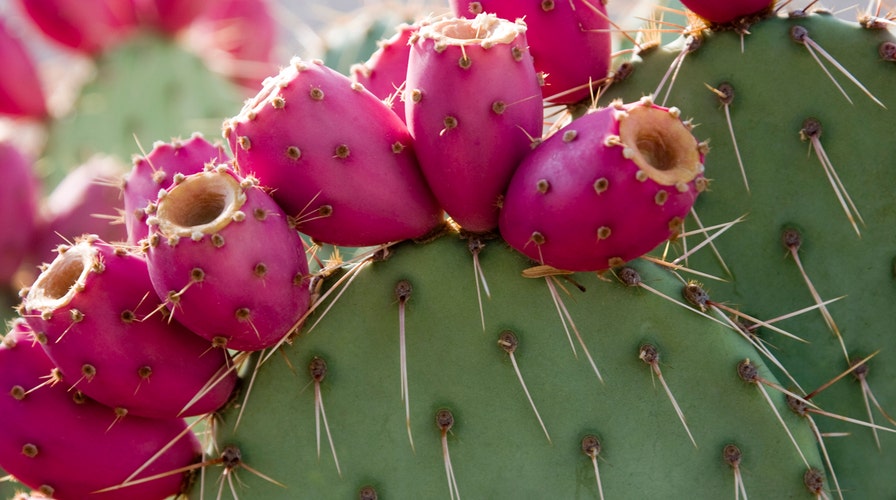 Is cactus water the new super drink?