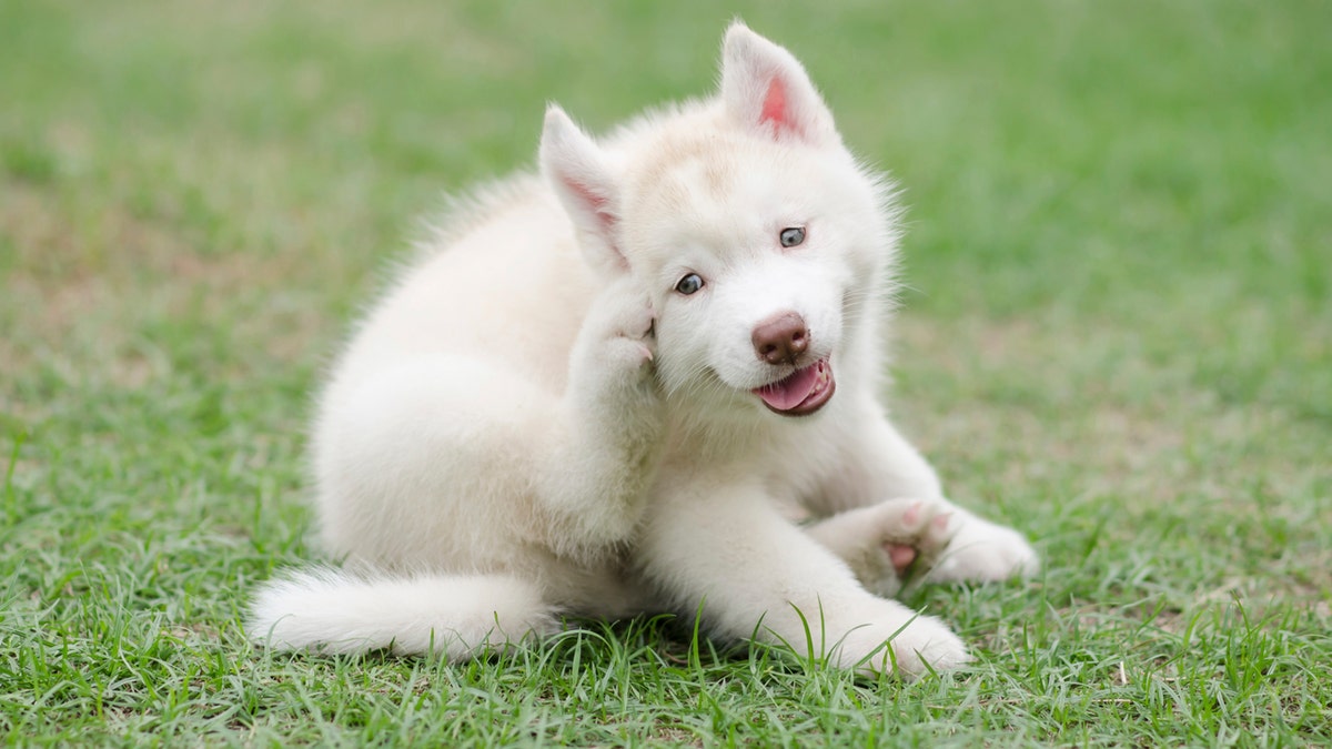 garlic flea repellent