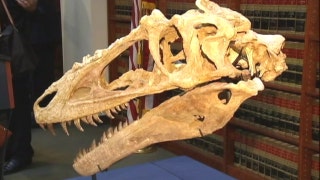 Valuable dinosaur fossils are finally heading home - Fox News