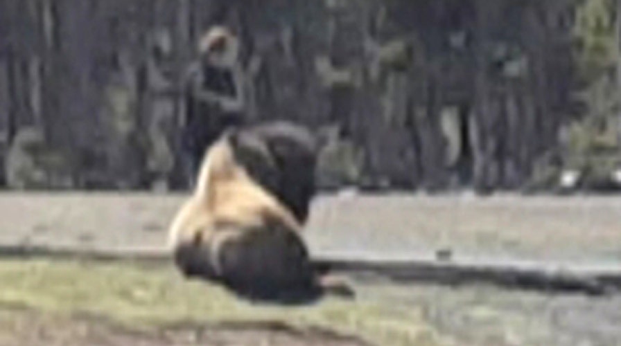 MOST WATCHED: Shocked park visitors watch woman pet bison