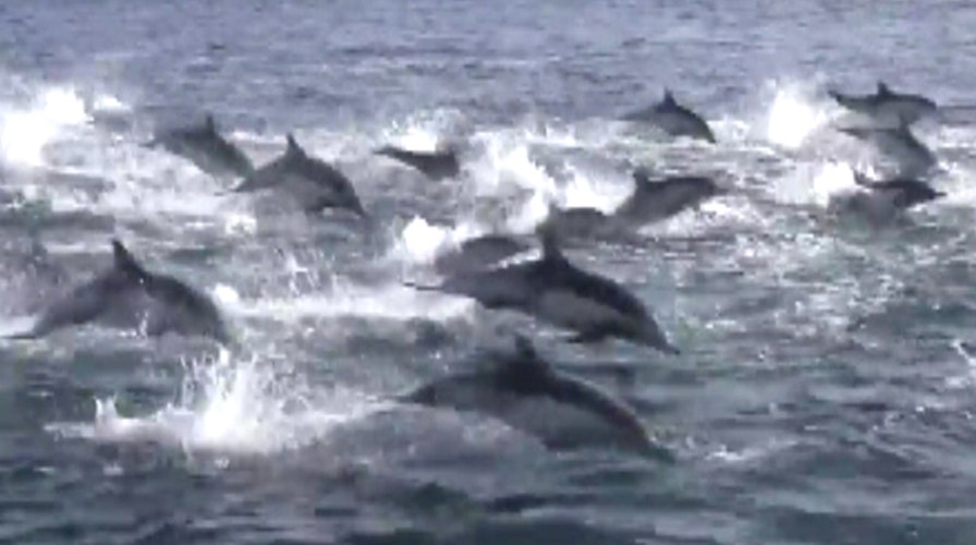 Deadly orca ambush triggers dolphin 'stampede'