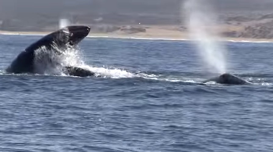 Life and death struggle as orcas attack gray whale, calf