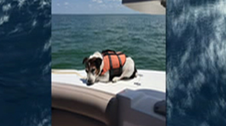 Fox Flash: Fishing boat rescues dog lost at sea