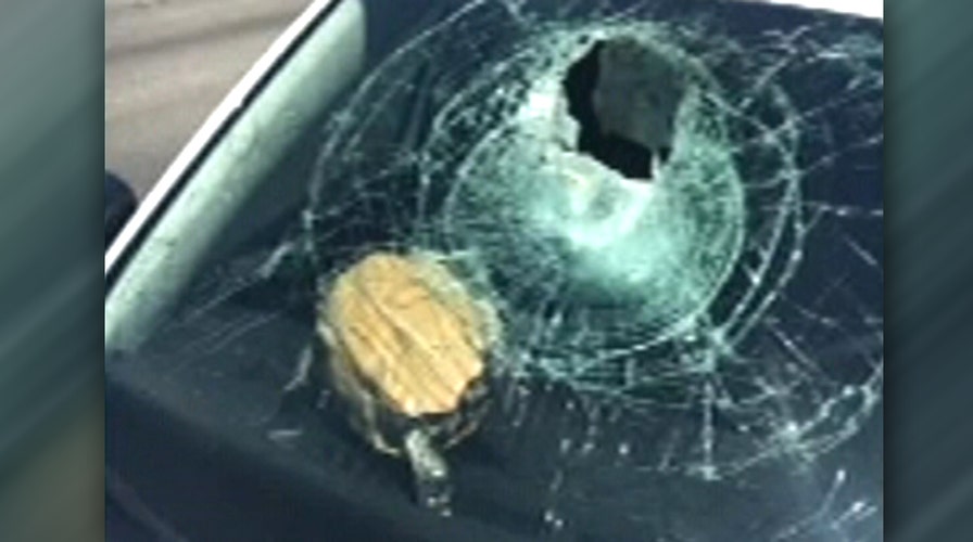 Turtle crashes through driver's windshield on highway