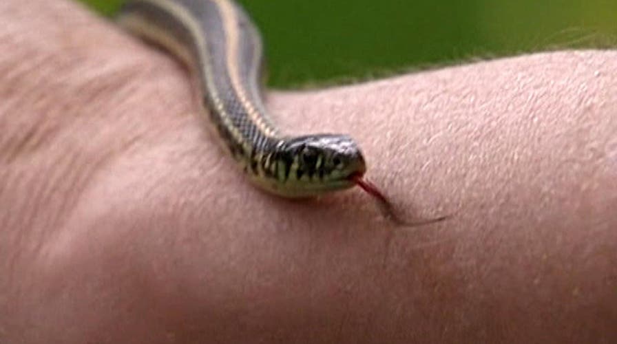 Neither snow nor rain will stop the mail. But snakes?