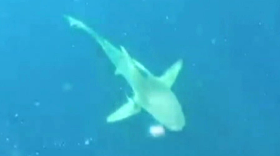 Scuba diver finds himself stranded at sea, circled by shark