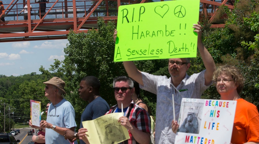 After the Show Show: Was zoo right to kill gorilla? 