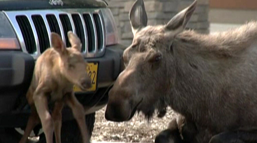 Baby moose born in Lowes parking lot